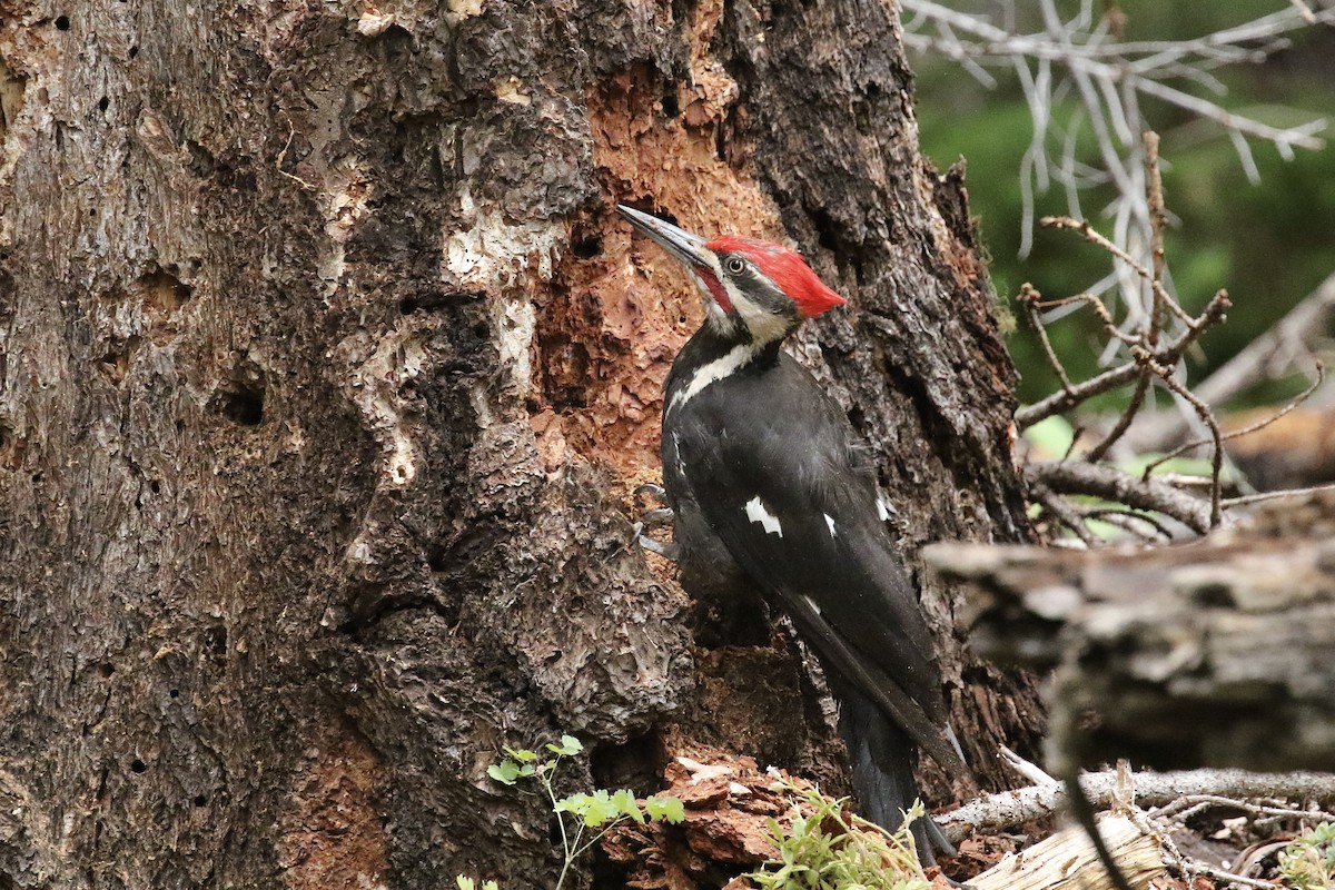 Pileated Woodpecker - ML362991511