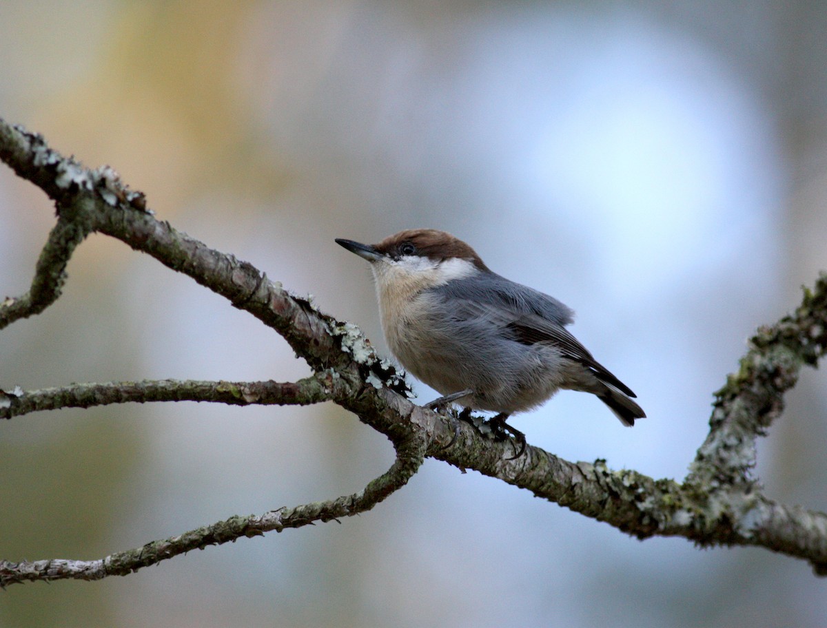 Brown-headed Nuthatch - ML36299161