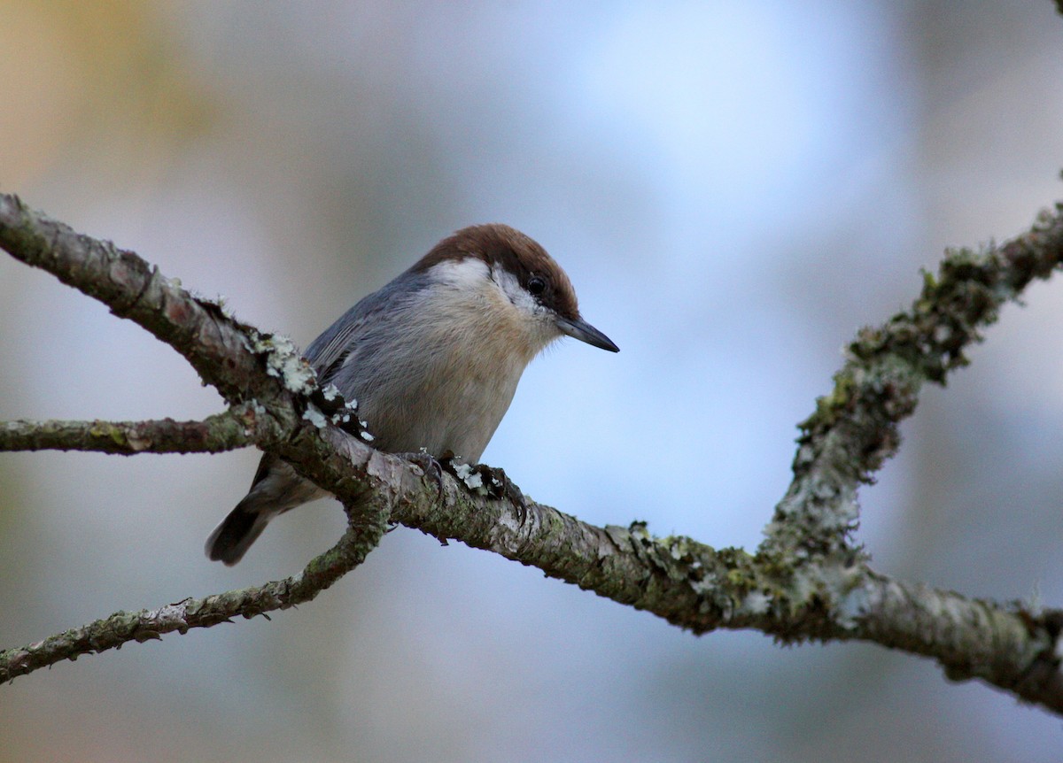 Brown-headed Nuthatch - ML36299181