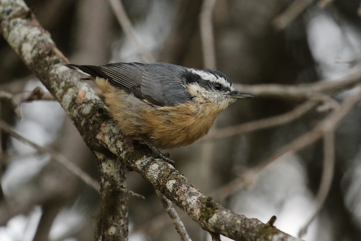 Red-breasted Nuthatch - ML362992201