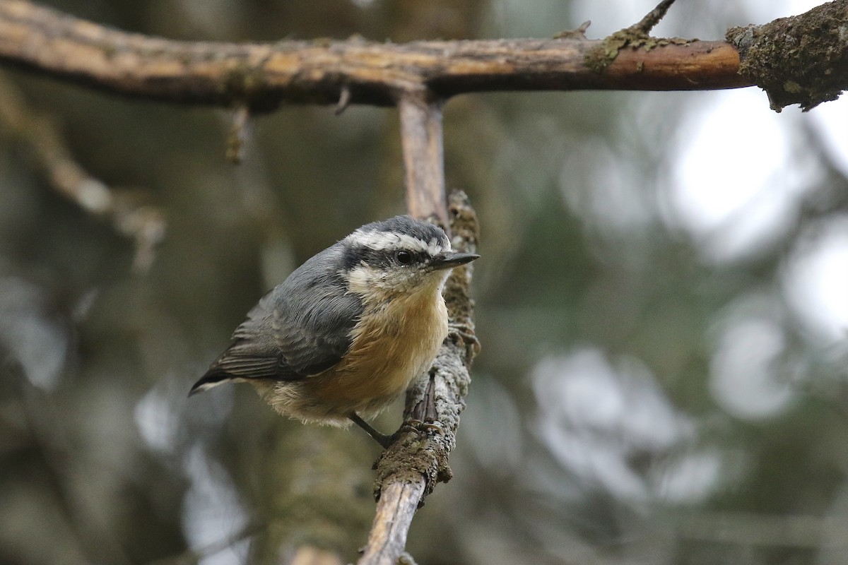 Red-breasted Nuthatch - ML362992651