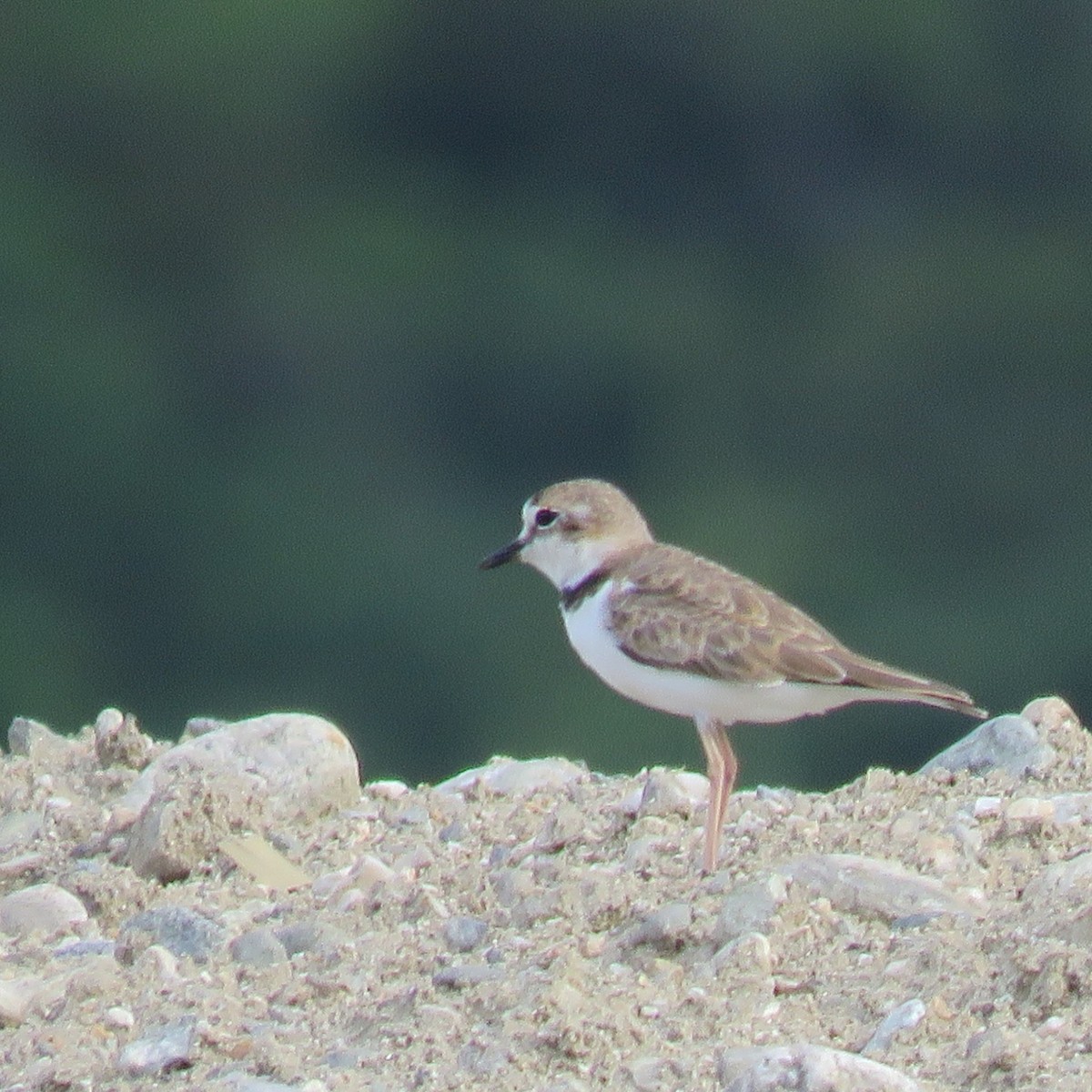Collared Plover - ML362996691