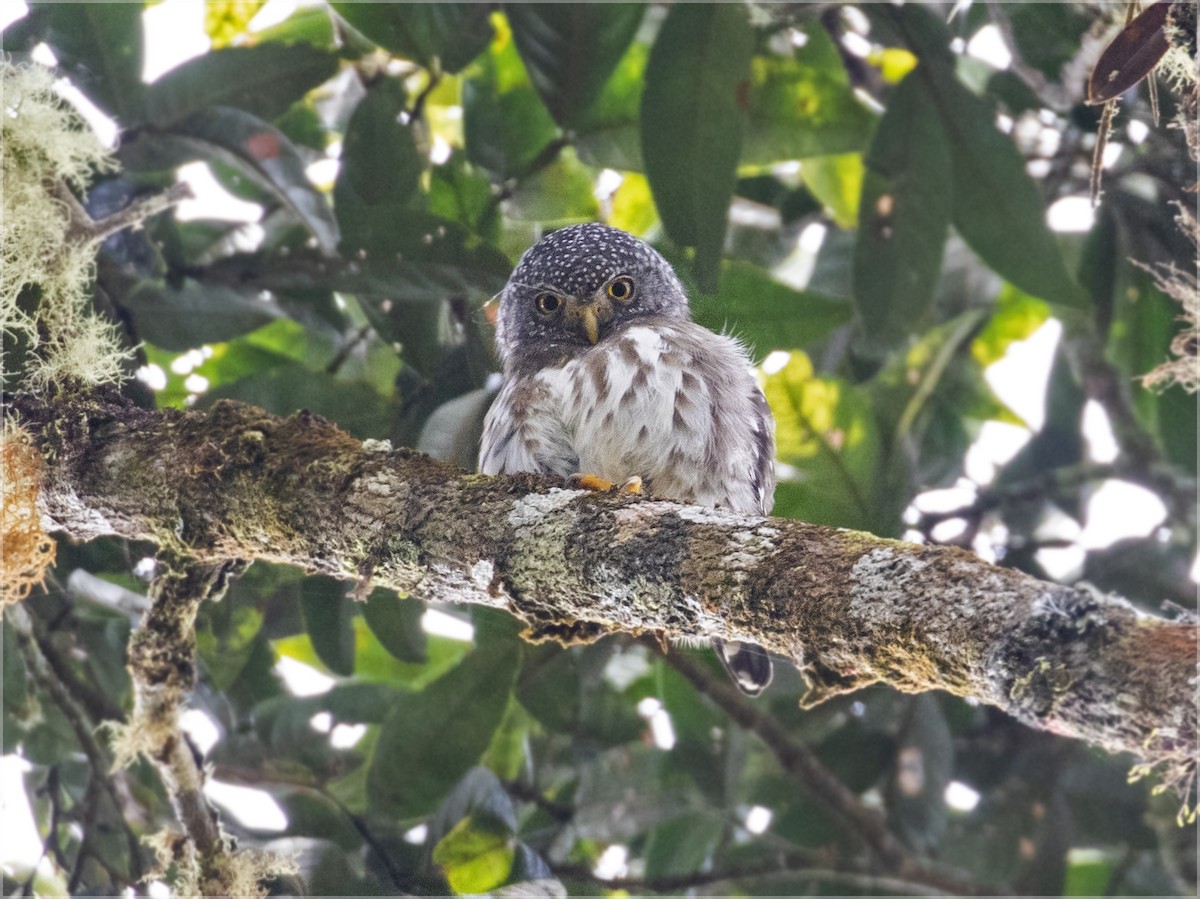 Subtropical Pygmy-Owl - ML362996881
