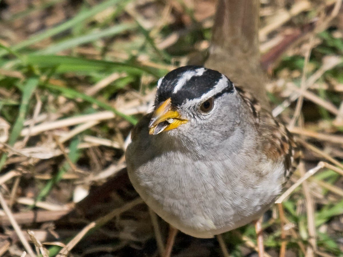 White-crowned Sparrow (pugetensis) - ML36299831