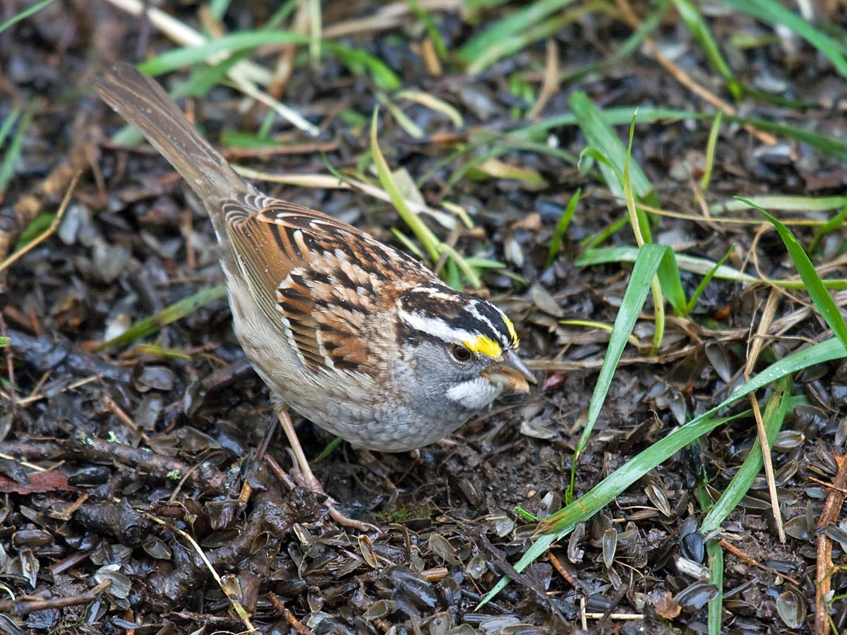 White-throated Sparrow - ML36299871