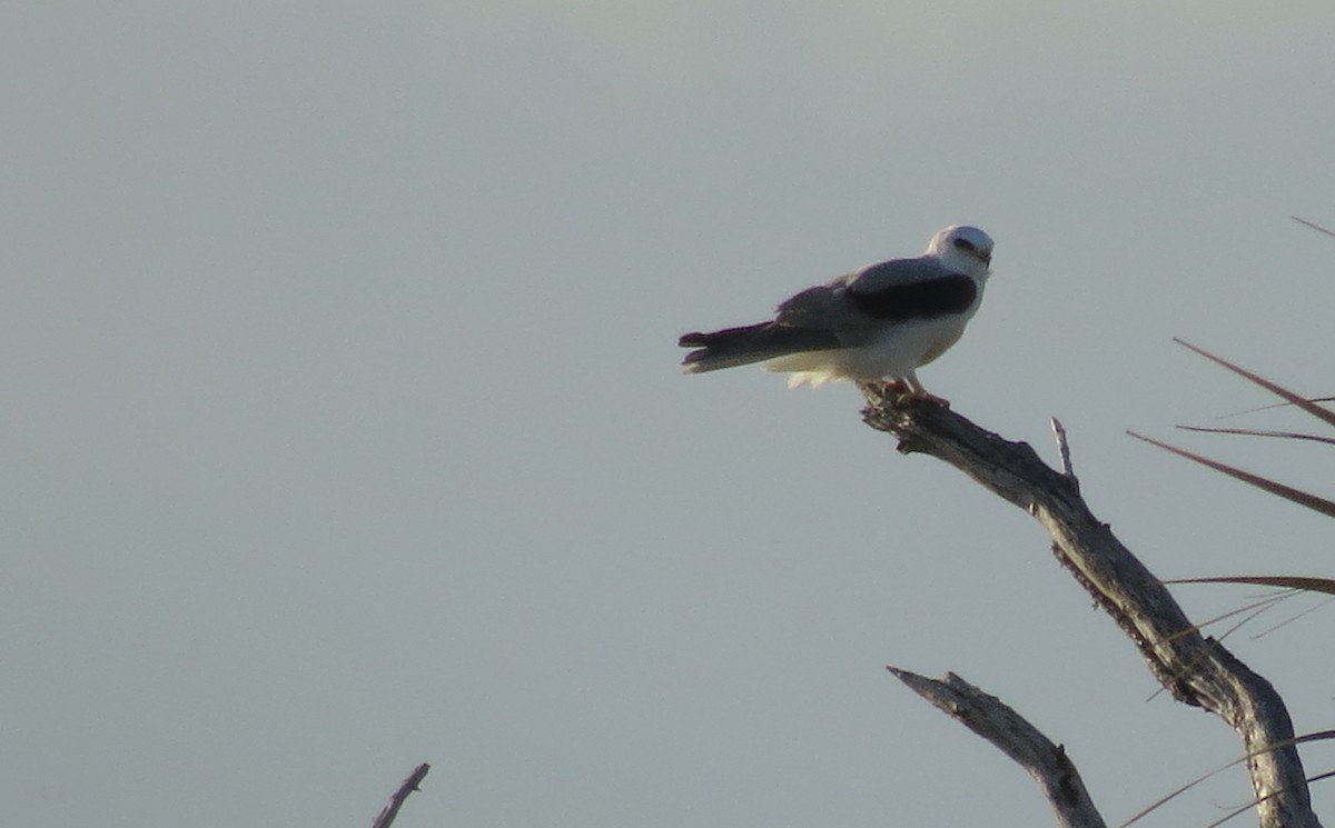 White-tailed Kite - ML363000311