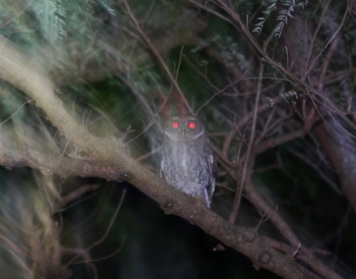 Puerto Rican Owl - ML363001591