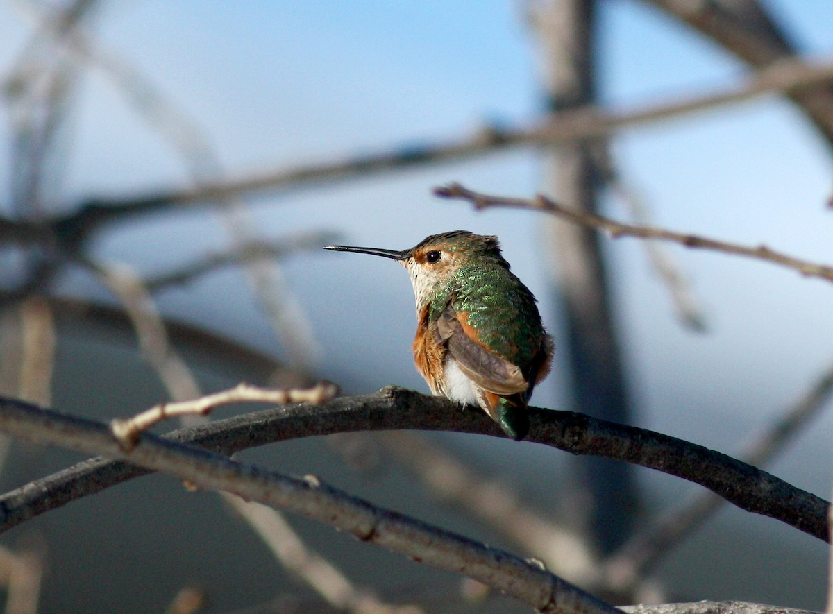 Allen's Hummingbird - Jay McGowan