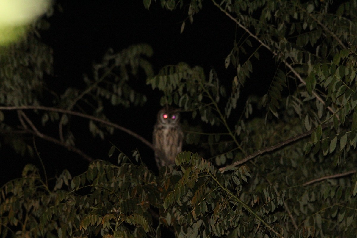 Striped Owl - Paul 🐈🔭🦜 Rodríguez @elpuma