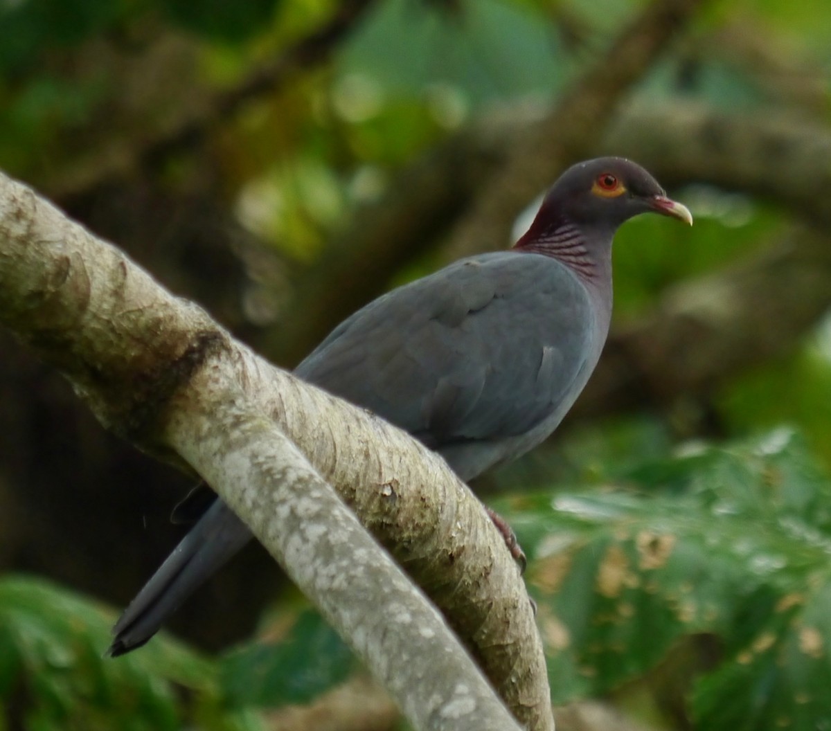 Scaly-naped Pigeon - ML363005911