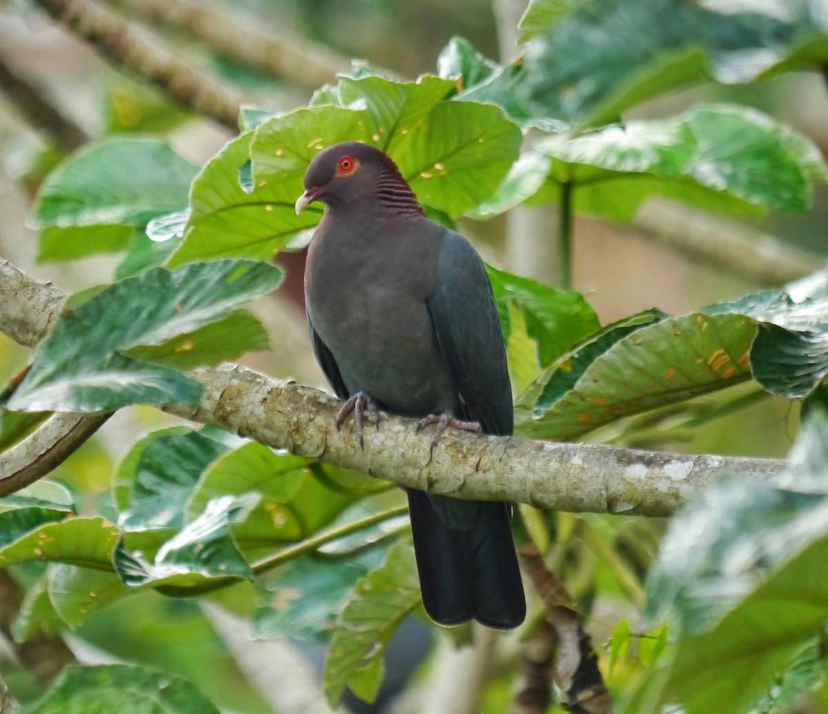 Scaly-naped Pigeon - ML363005931