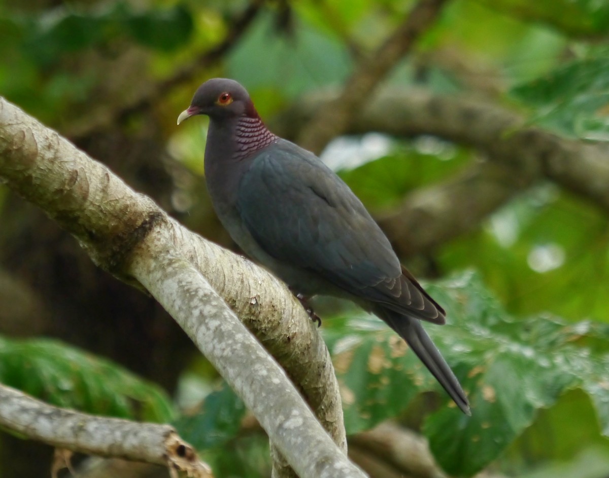 Scaly-naped Pigeon - ML363005941