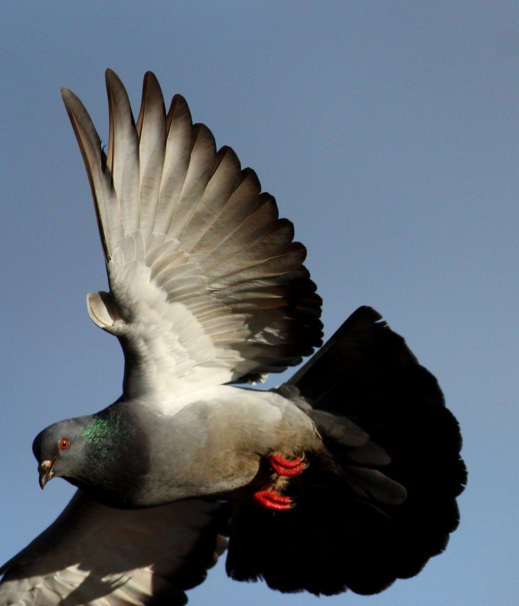 Rock Pigeon (Feral Pigeon) - ML36300681