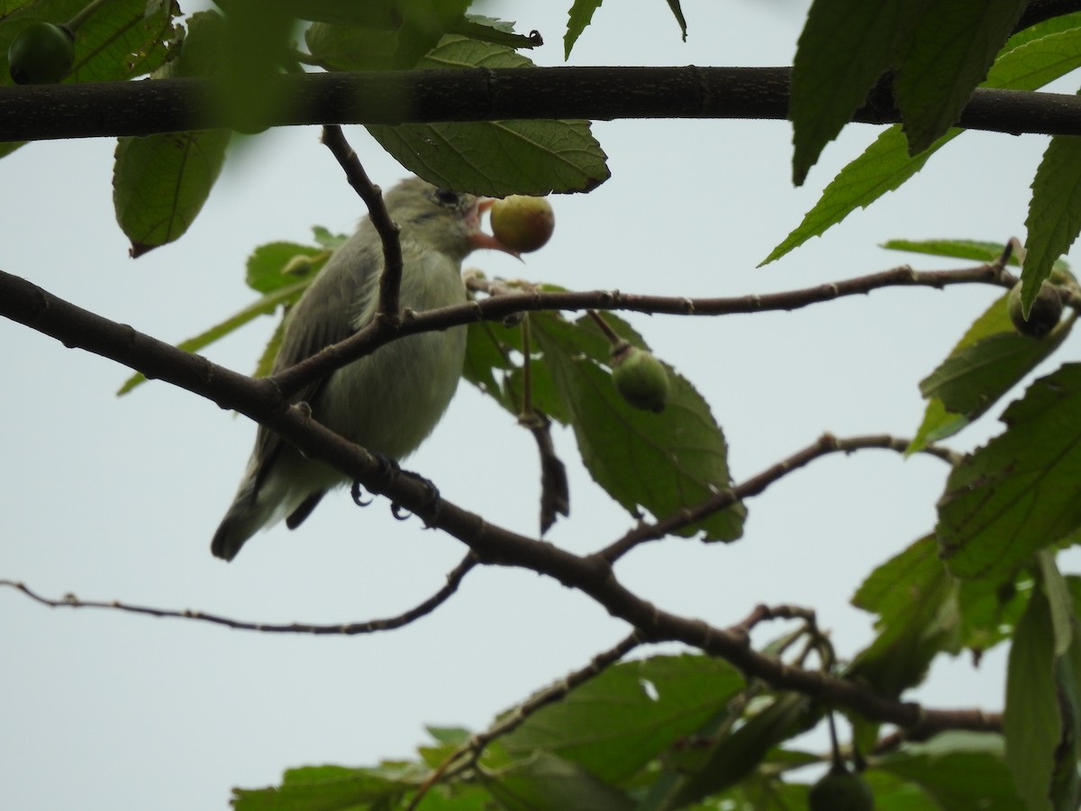 Pale-billed Flowerpecker - Kabir Bal