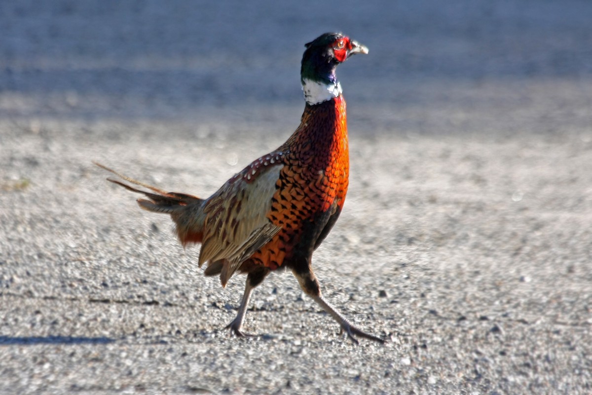 Ring-necked Pheasant - Lori Charron