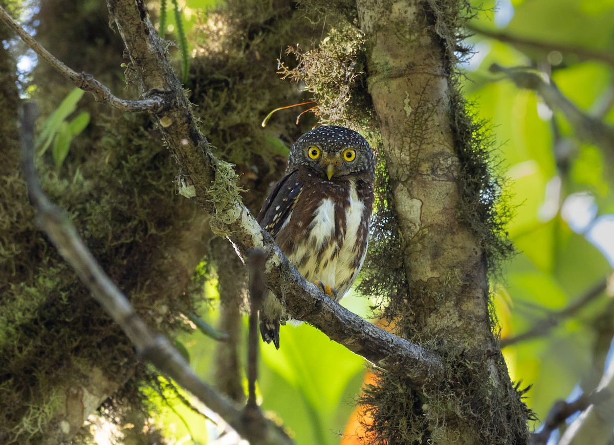 Cloud-forest Pygmy-Owl - Alex Luna