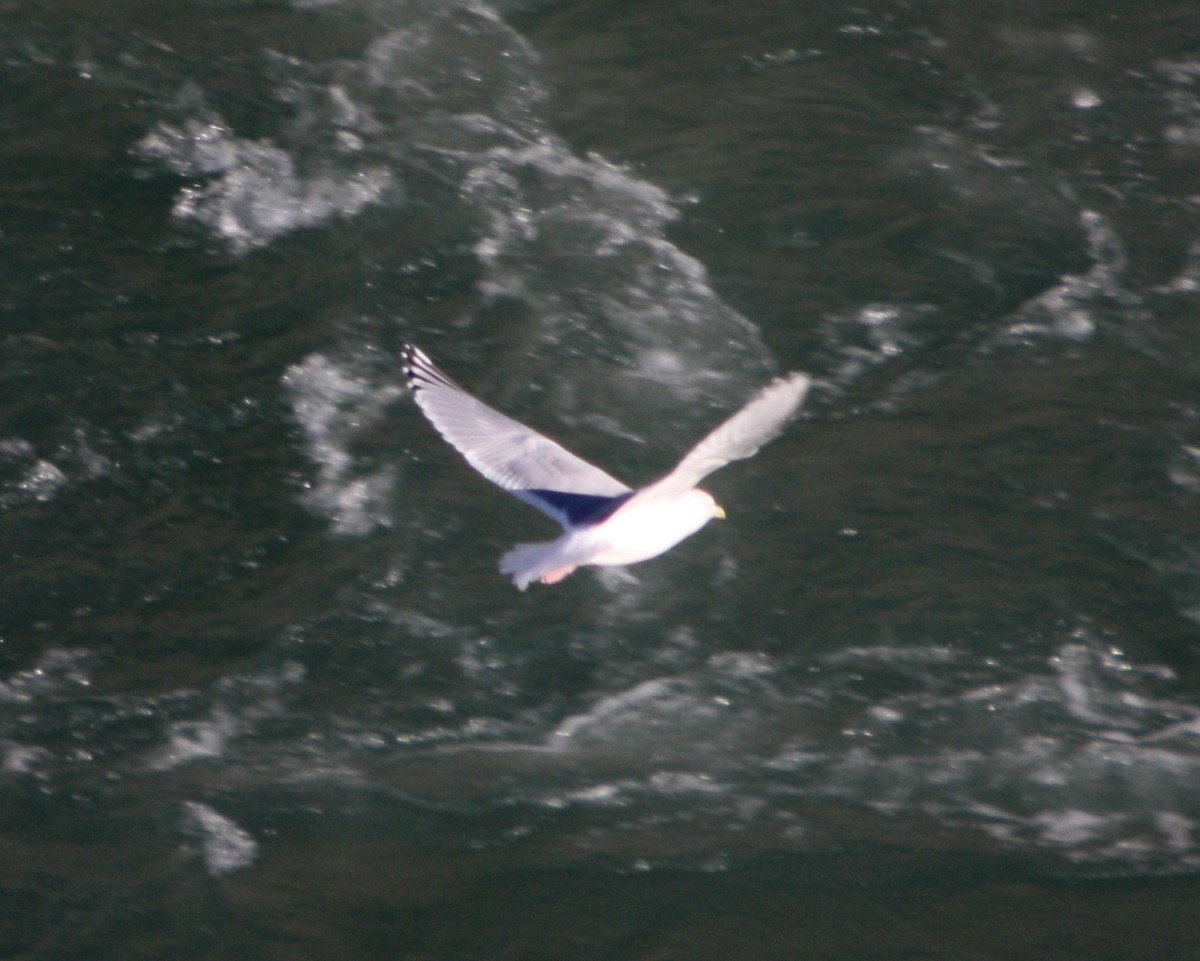 Iceland Gull (Thayer's) - ML36301541
