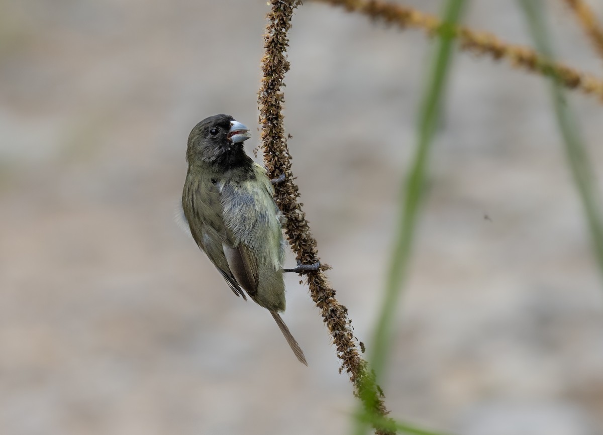 Yellow-bellied Seedeater - ML363015411