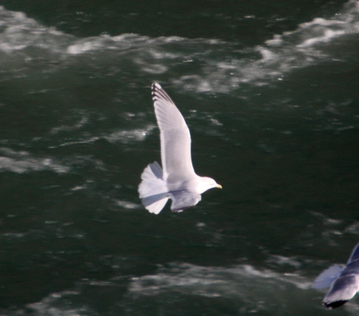 Iceland Gull (Thayer's) - Jay McGowan