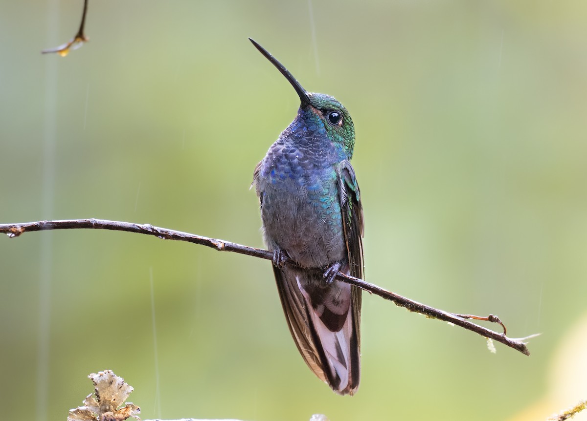 kolibřík zelenohřbetý - ML363016651