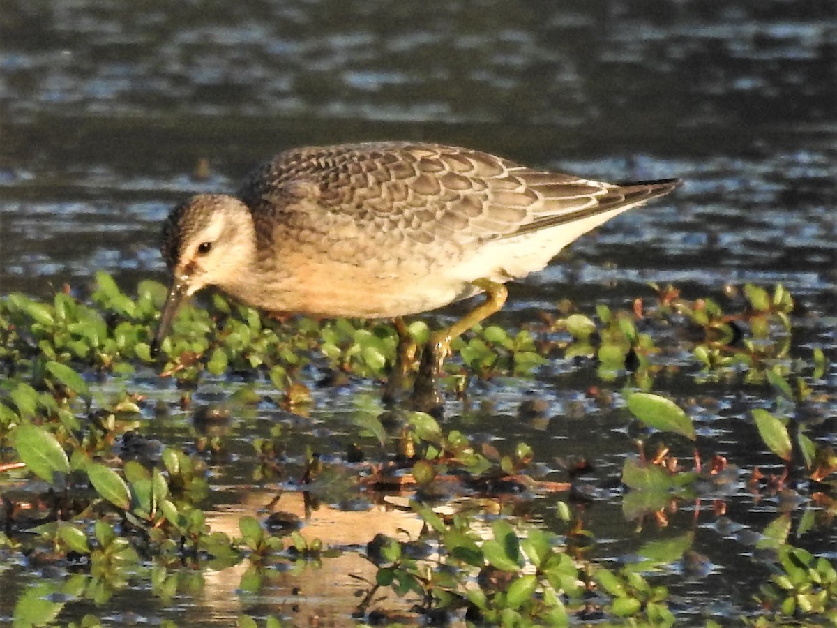 Red Knot - ML363017421