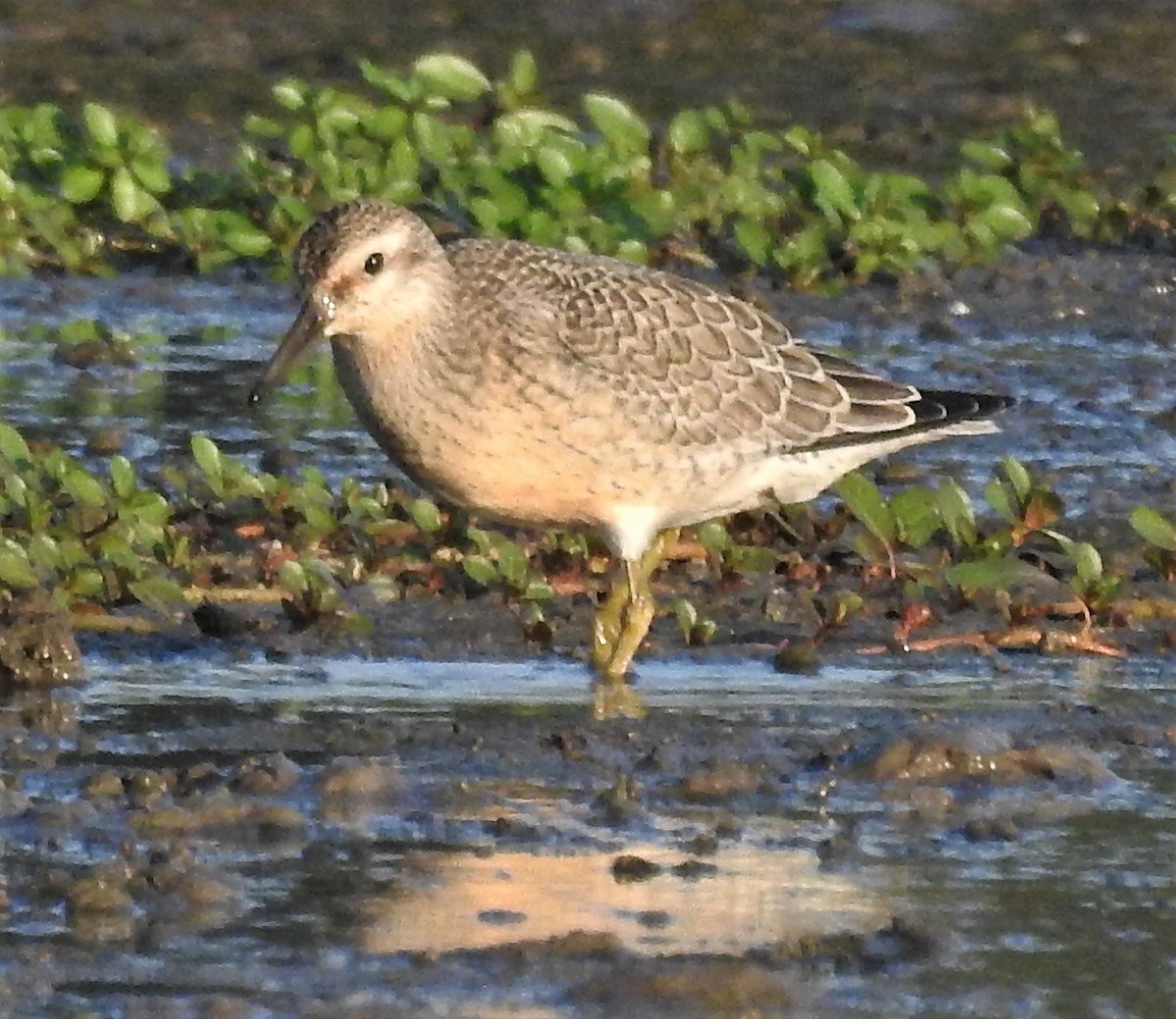 Red Knot - ML363017431