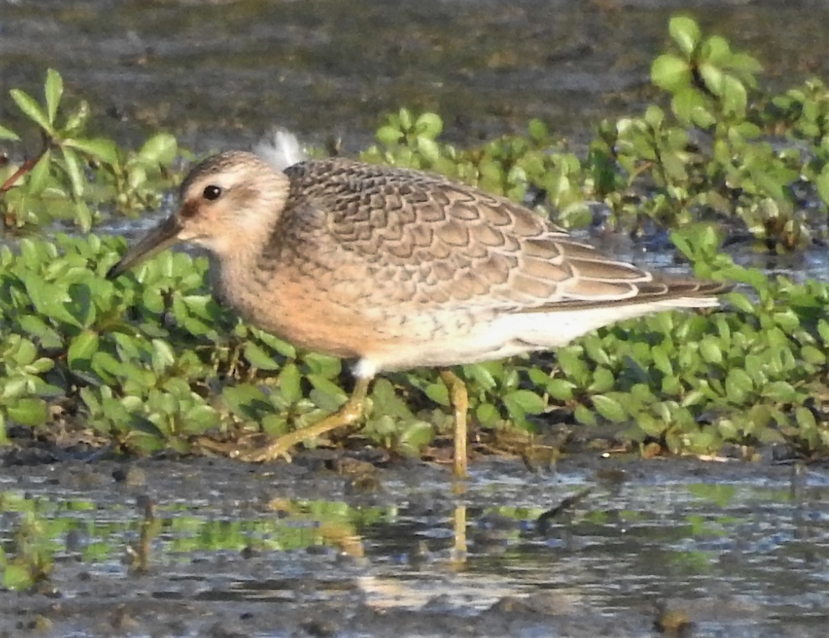 Red Knot - ML363017441
