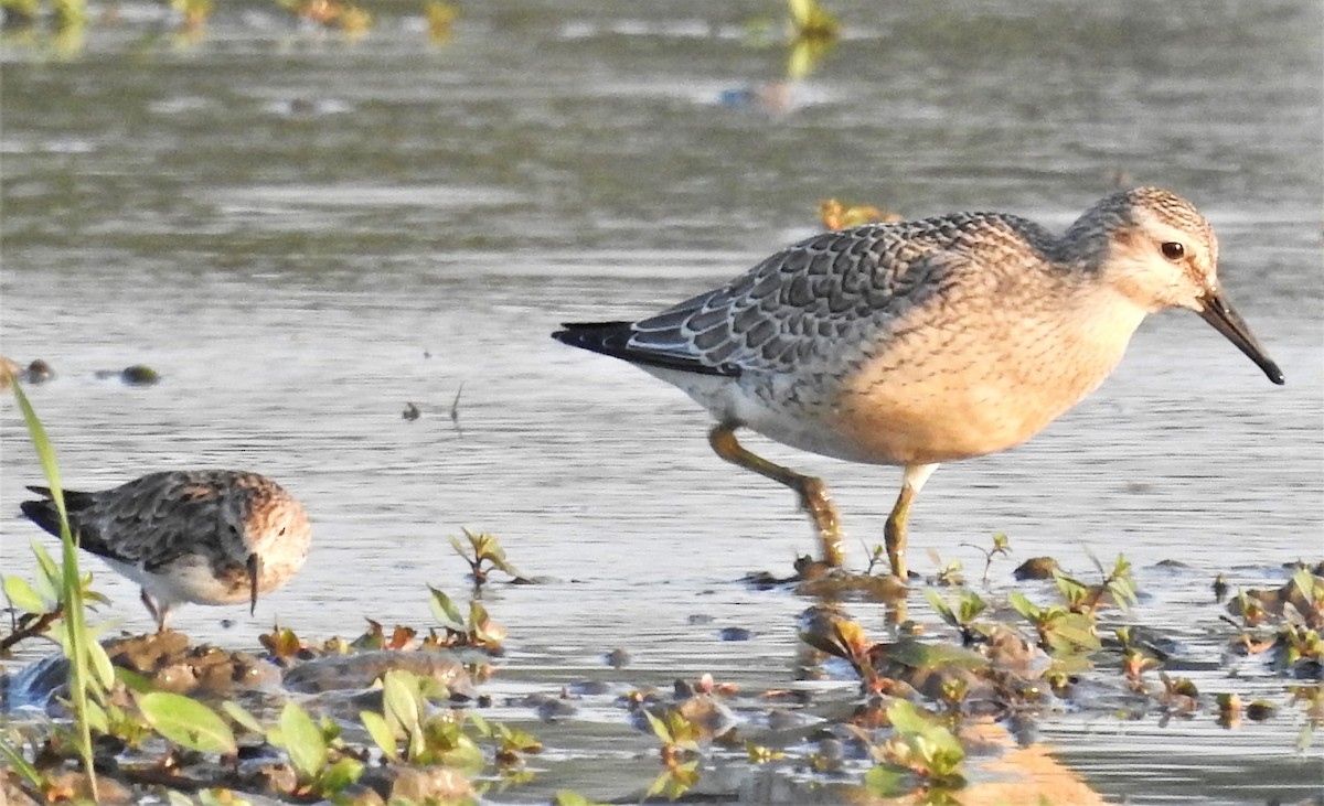 Red Knot - ML363017481