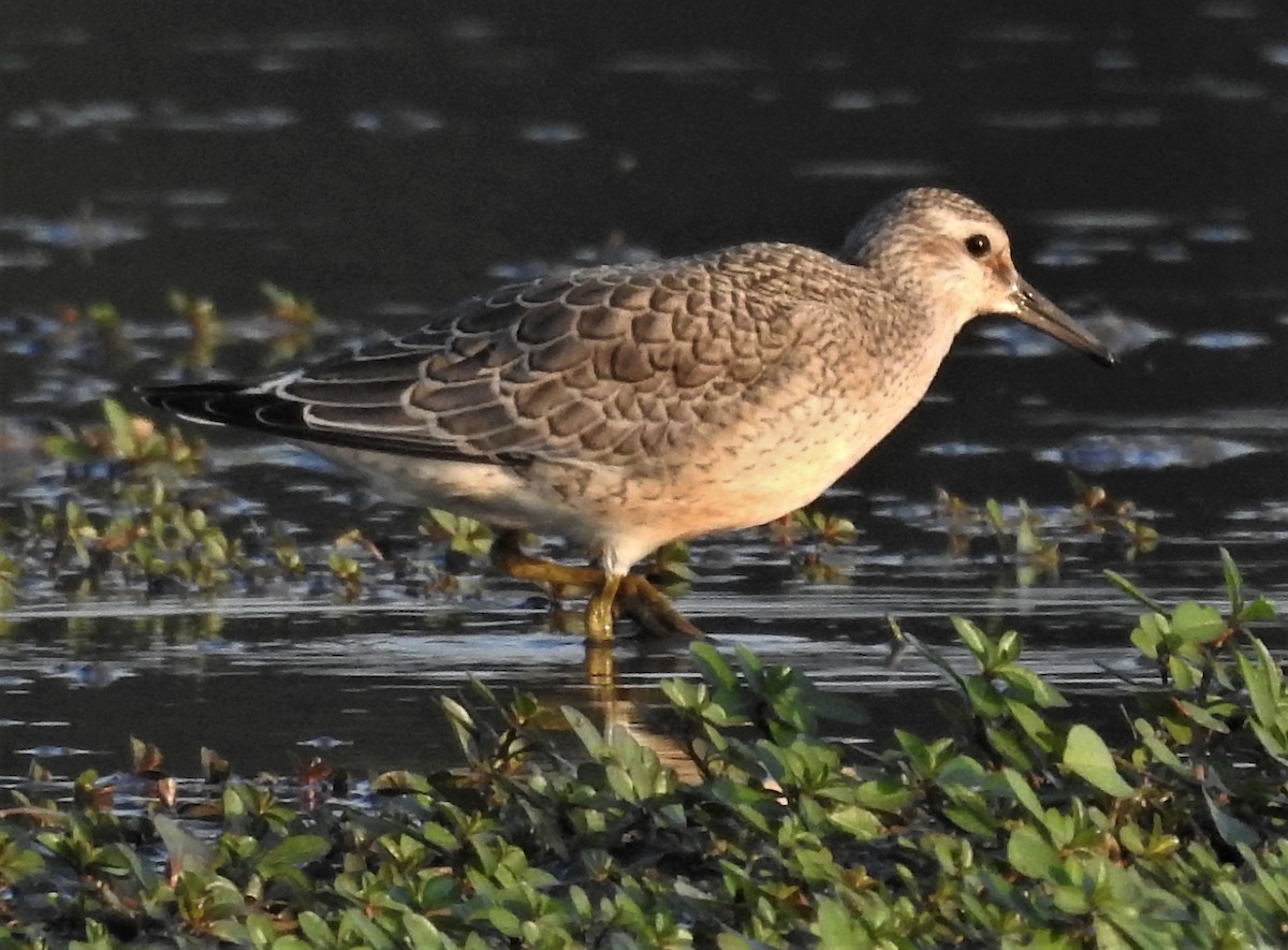 Red Knot - ML363017541