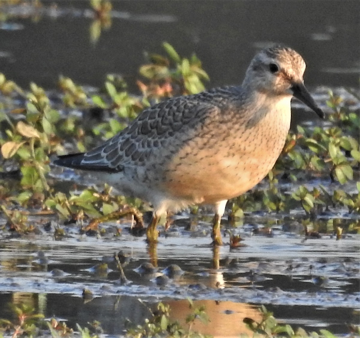 Red Knot - ML363017551