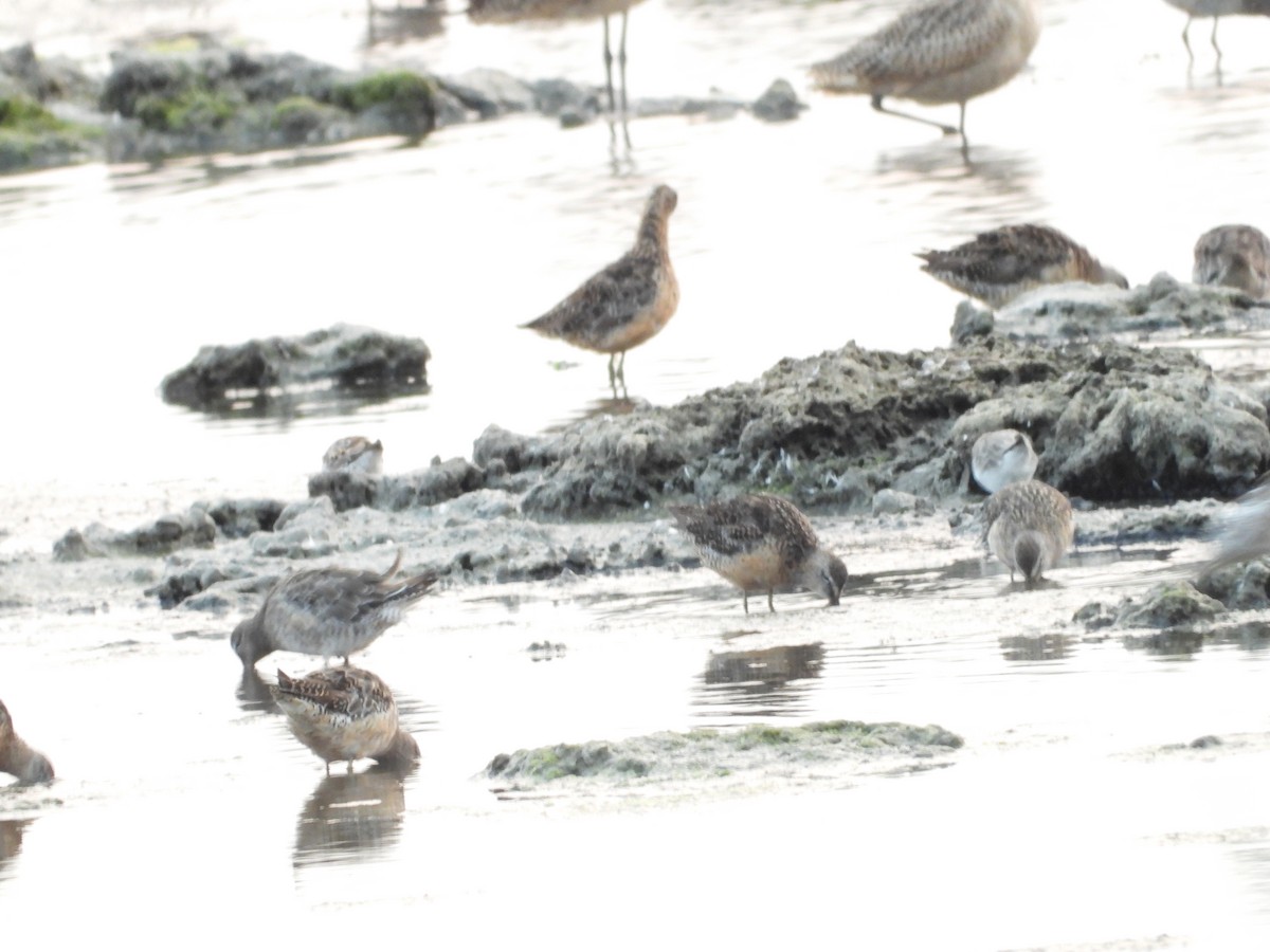 Long-billed Dowitcher - ML363018251