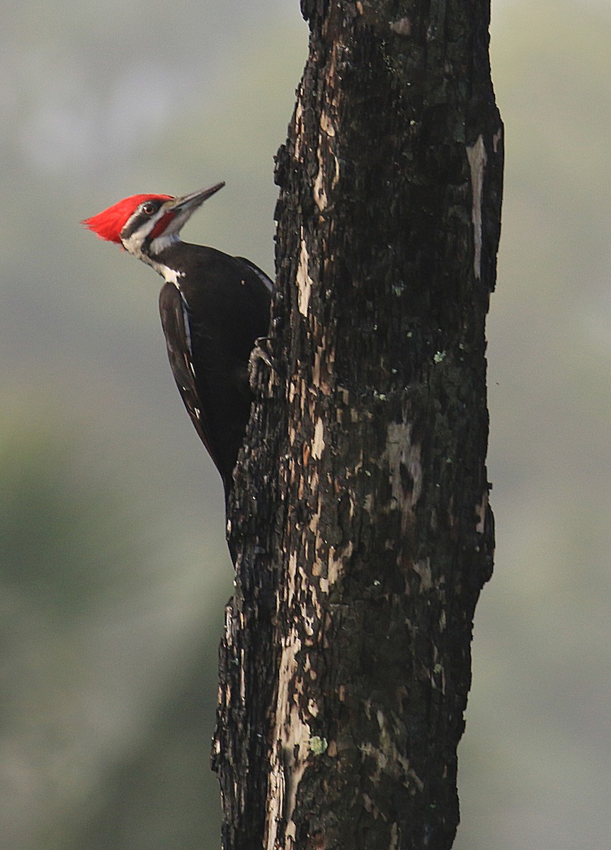 Pileated Woodpecker - R Miller