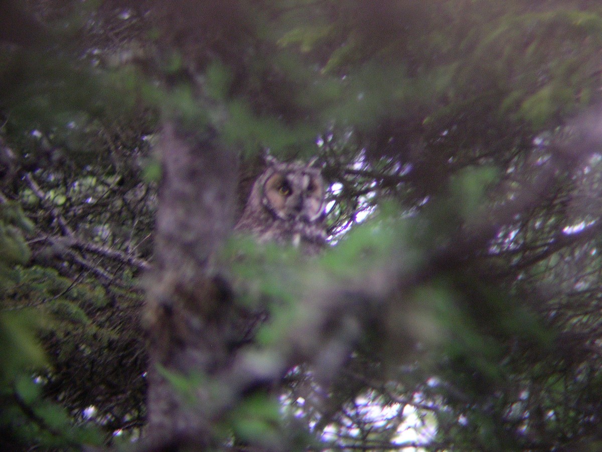 Long-eared Owl - Daniel Lebbin
