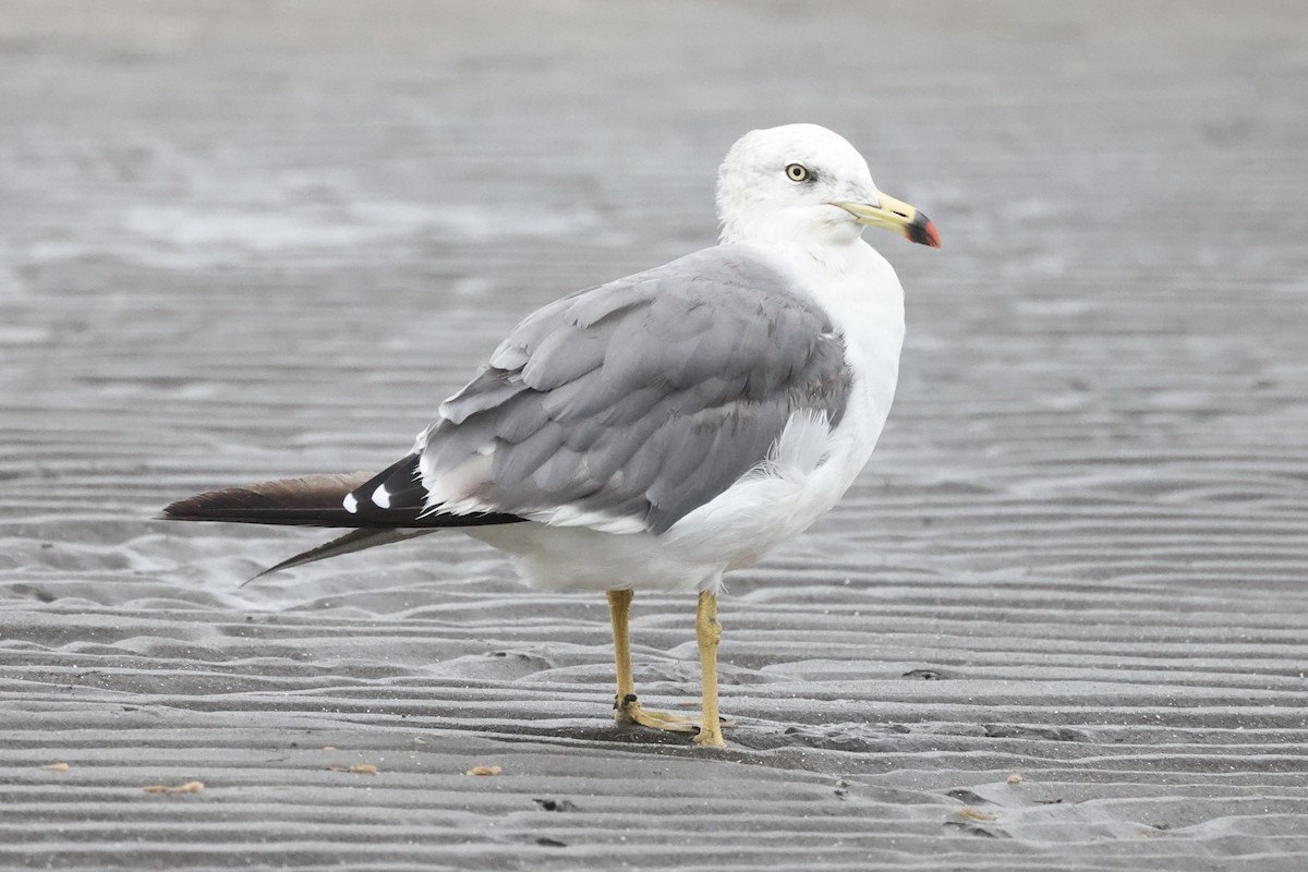 Black-tailed Gull - H I