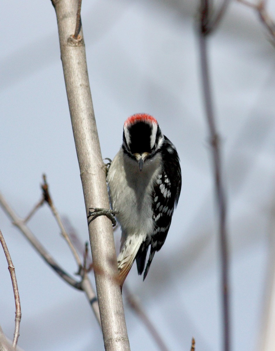 Downy Woodpecker (Eastern) - Jay McGowan