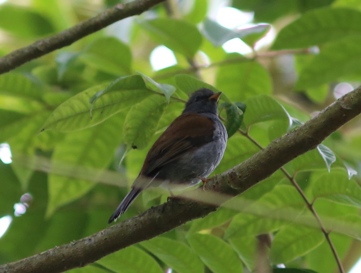 Andean Solitaire - ML36303291