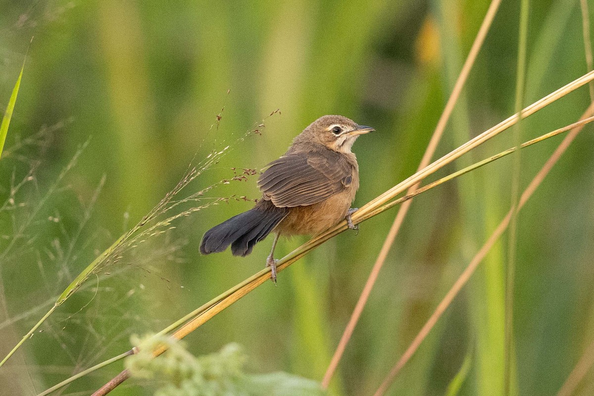 Moustached Grass-Warbler - ML363039471