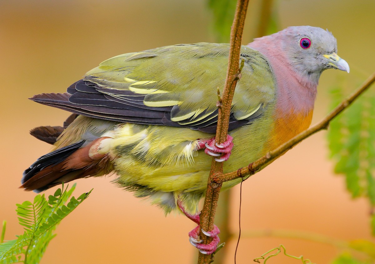 Розовошейный зелёный голубь - ML363040161