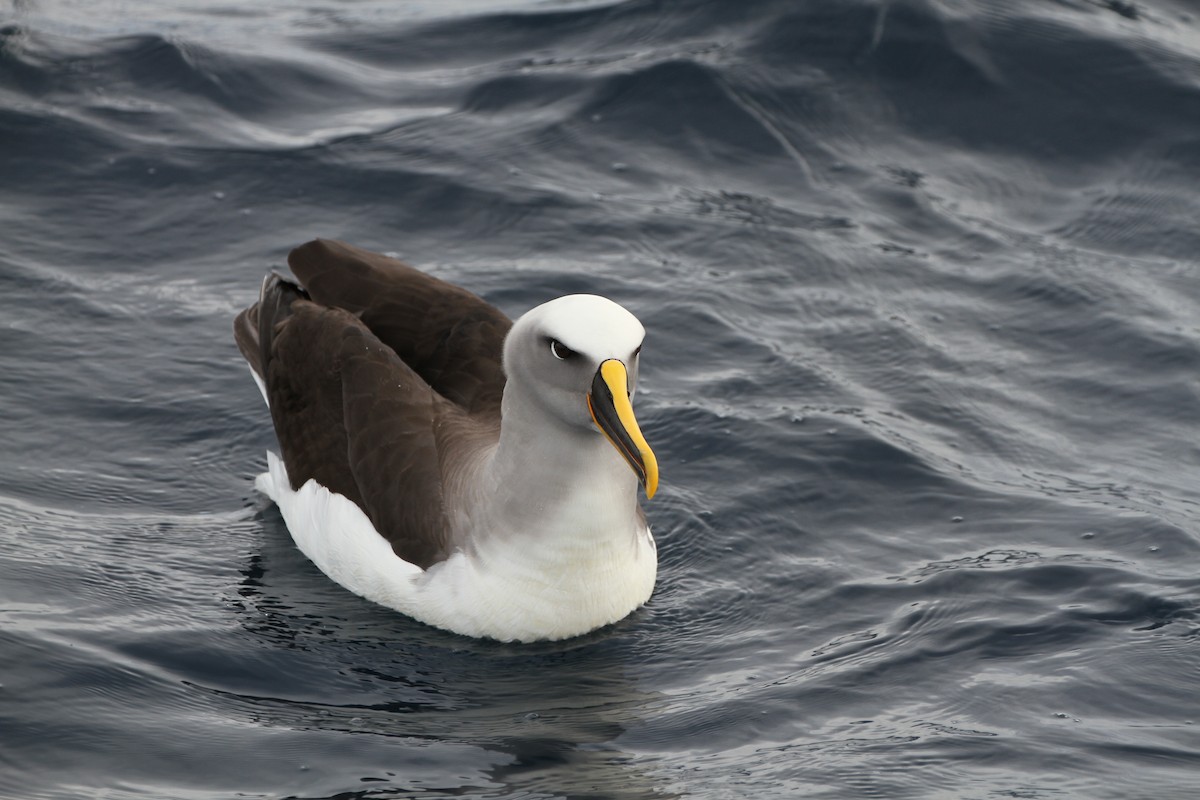 Buller's Albatross - Stuart Pickering