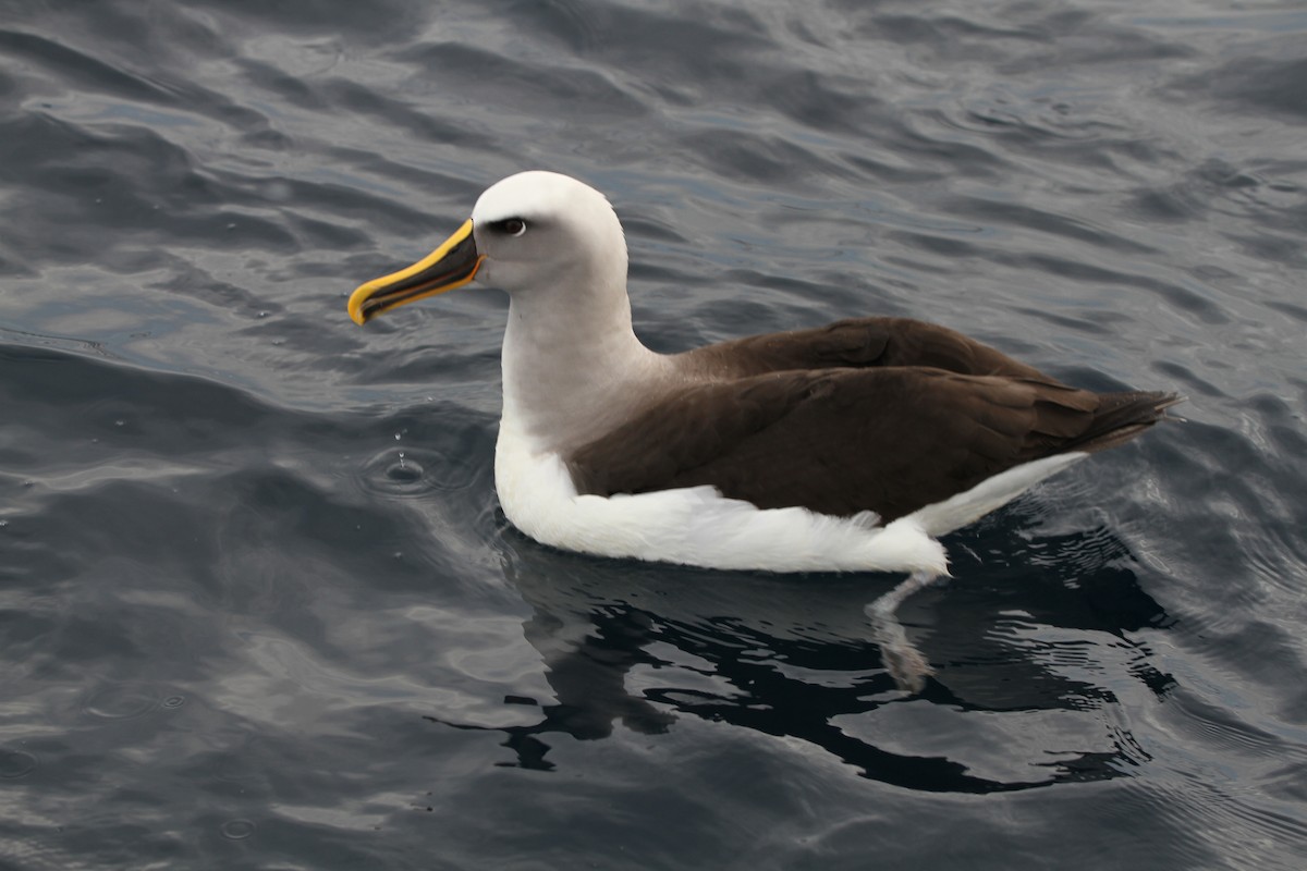 Albatros de Buller - ML363044761