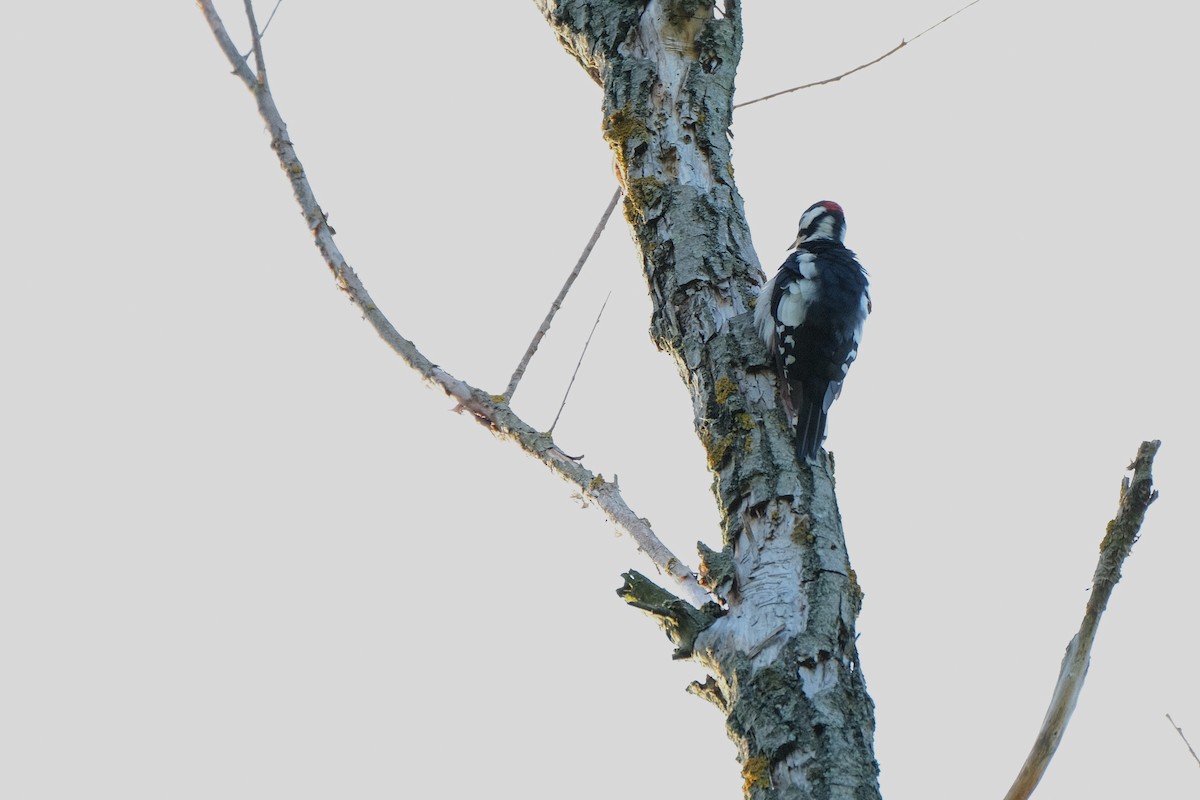 Great Spotted Woodpecker - Ayberk Tosun