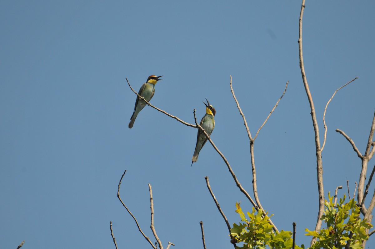 European Bee-eater - ML363051481
