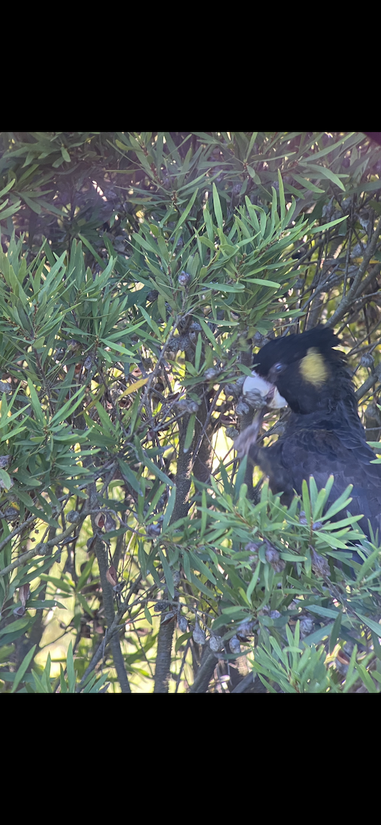 Yellow-tailed Black-Cockatoo - ML363057231