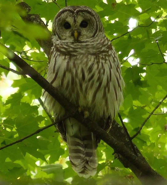 Barred Owl - ML36306321