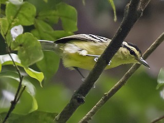 Male - Dušan Brinkhuizen - ML363066791