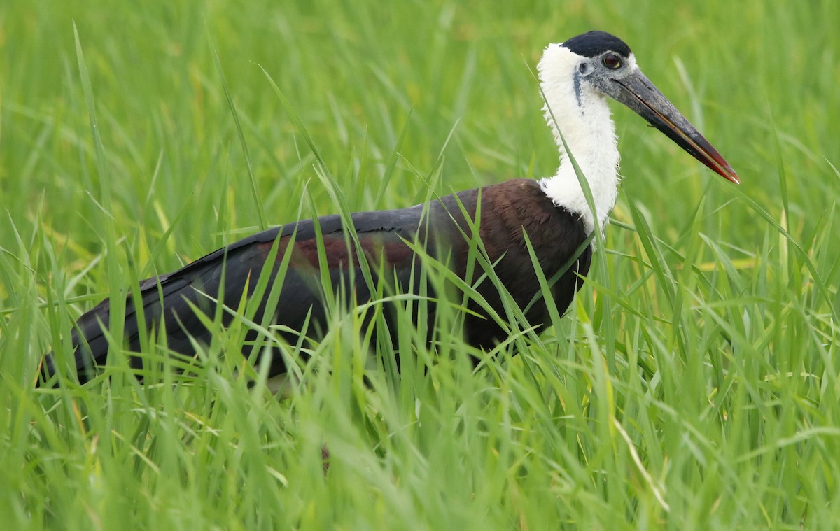 Asian Woolly-necked Stork - ML363073101