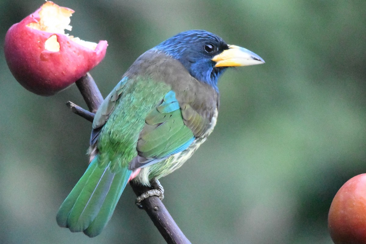 ML363077591 - Great Barbet - Macaulay Library