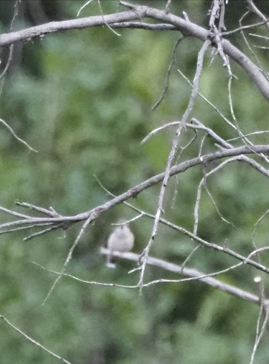 Calliope Hummingbird - ML363079301