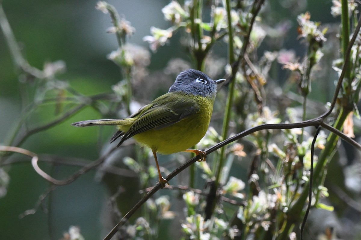 Gray-cheeked Warbler - ML363079351