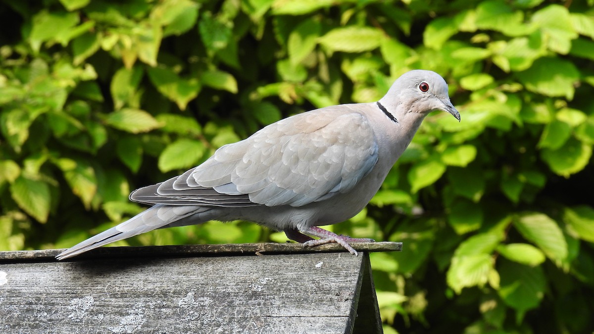 Eurasian Collared-Dove - Joren van Schie
